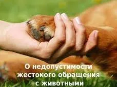 О недопустимости жестокого обращения с животными