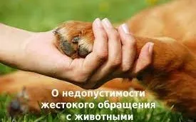 О недопустимости жестокого обращения с животными