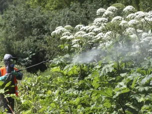 Информируем куда можно обращаться по вопросу распространения борщевика Сосновского