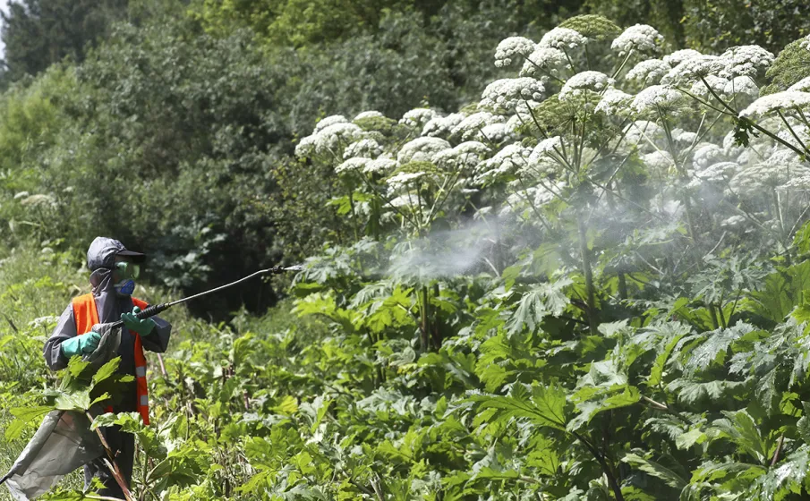 Информируем куда можно обращаться по вопросу распространения борщевика Сосновского